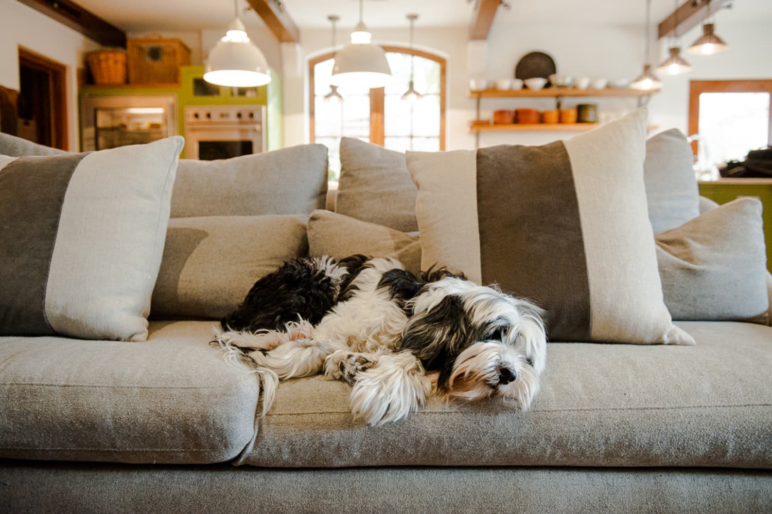 Chewy lost discount pet finder